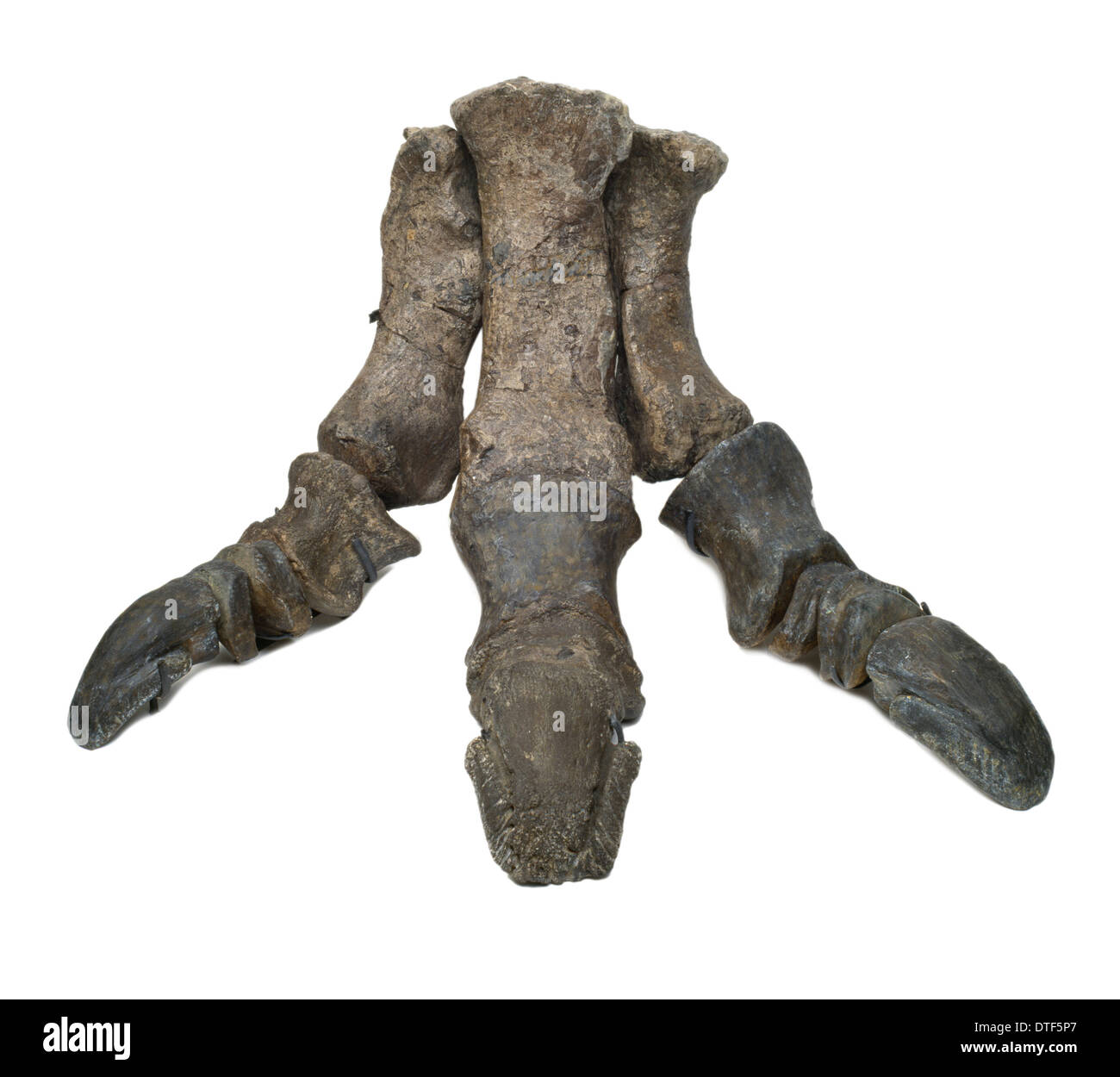 Piede di Iguanodon Foto Stock