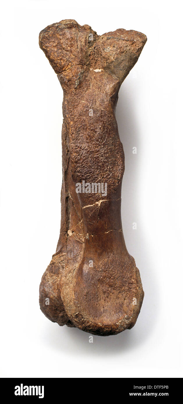 Iguanodon metatarso Foto Stock