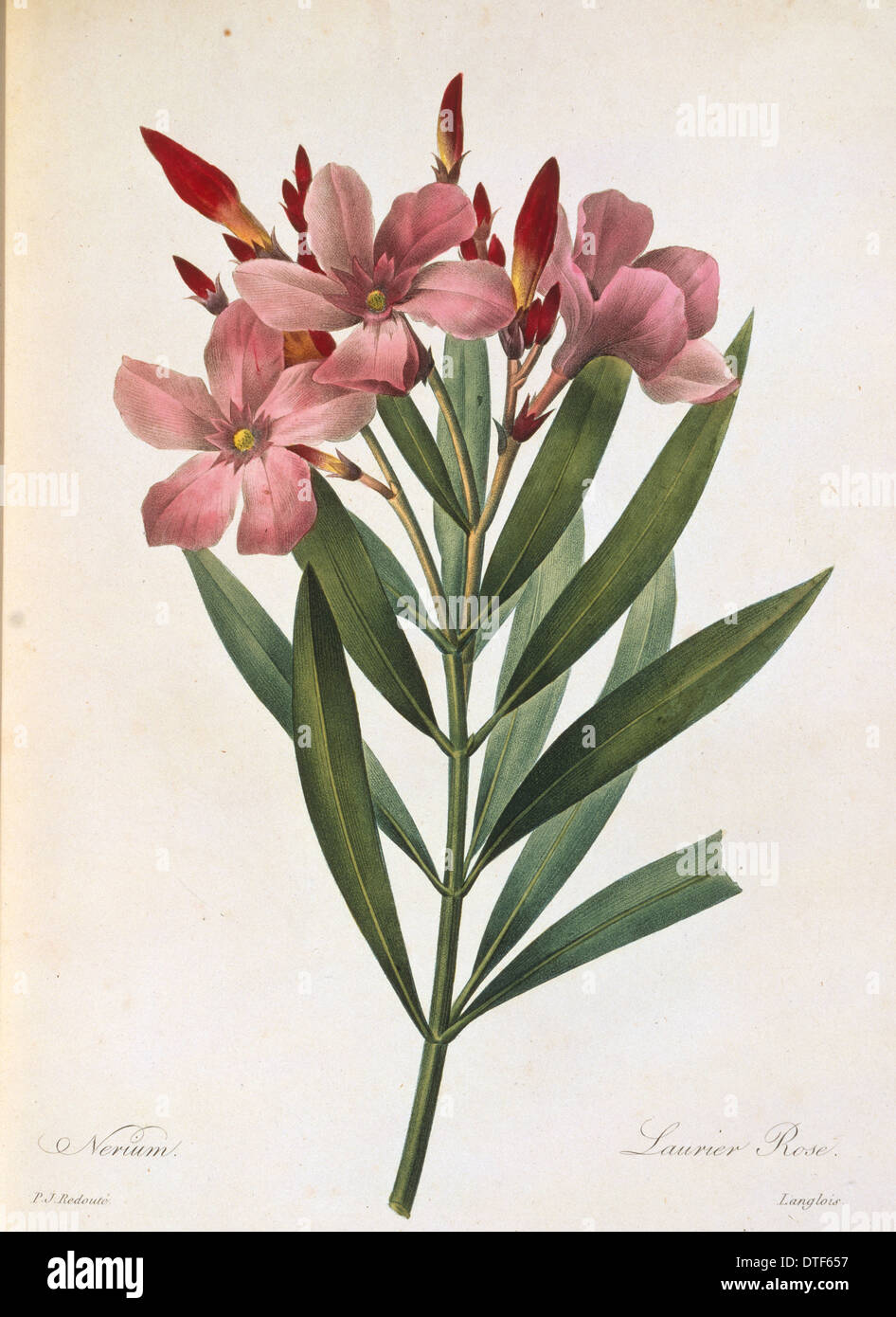 Nerium oleander, gli oleandri Foto Stock