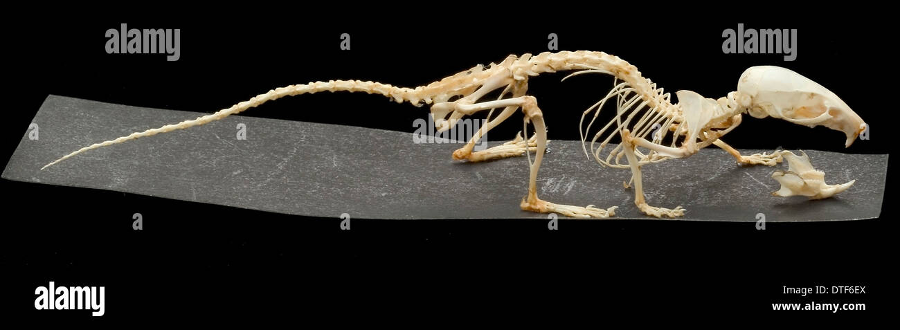 Mus musculus, casa mouse Foto Stock