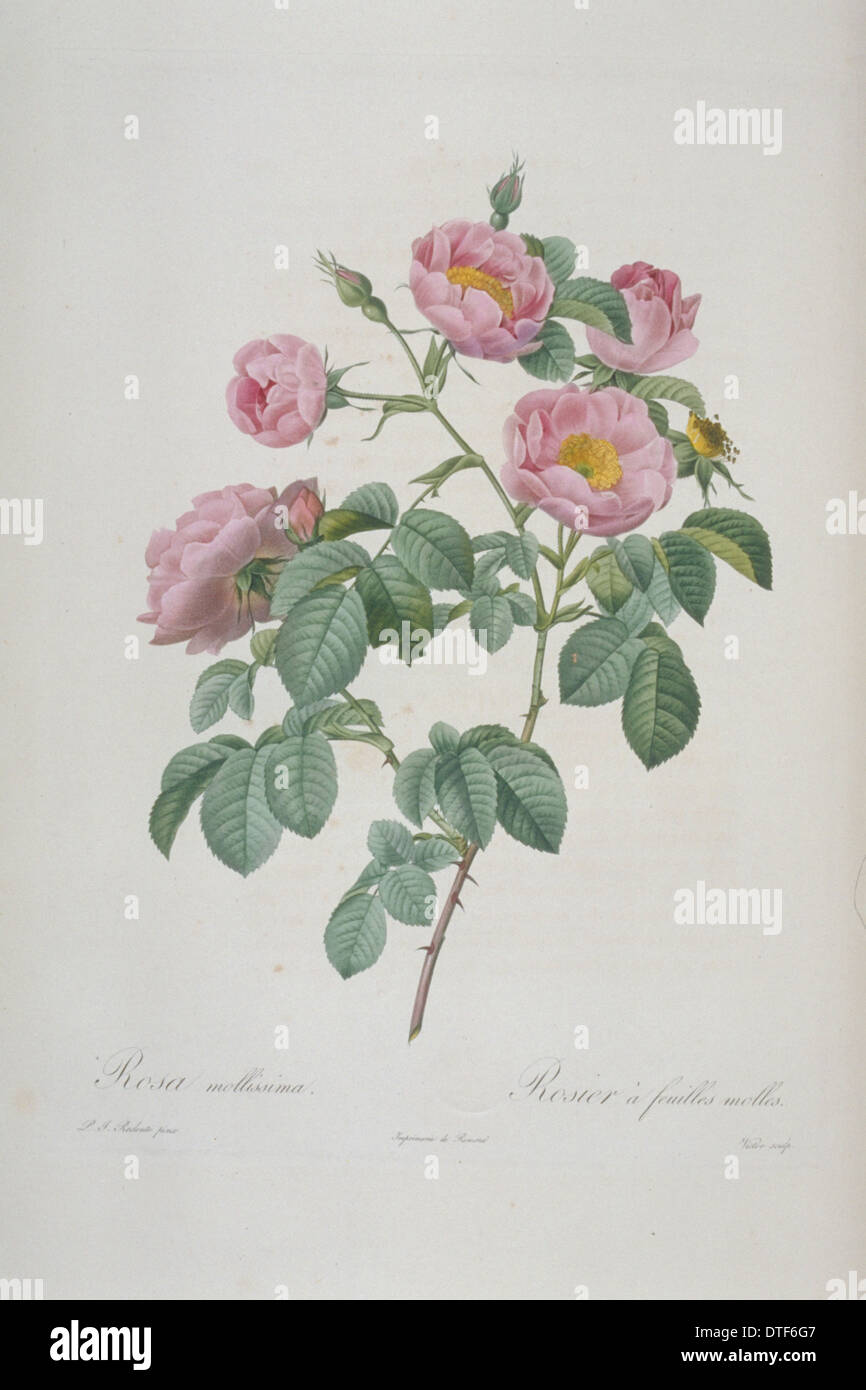 Rosa mollissima flore submultiplici, doppia soft-lasciava rose Foto Stock
