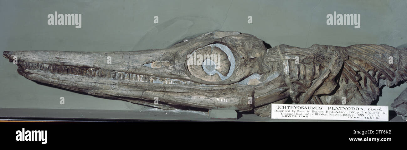Temnodontosaurus platyodon (Conybeare) Foto Stock