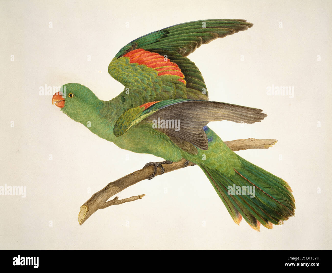 Aprosmictus erythropterus, rosso-winged parrot Foto Stock