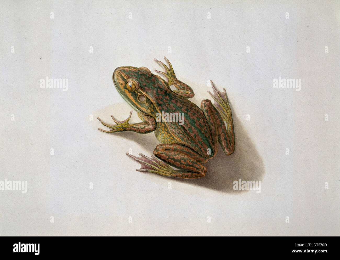 Litoria aurea, golden bell frog Foto Stock