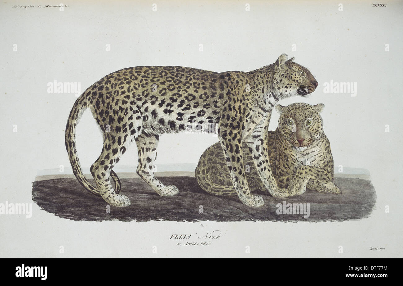 Panthera pardus nimr, Arabian leopard Foto Stock
