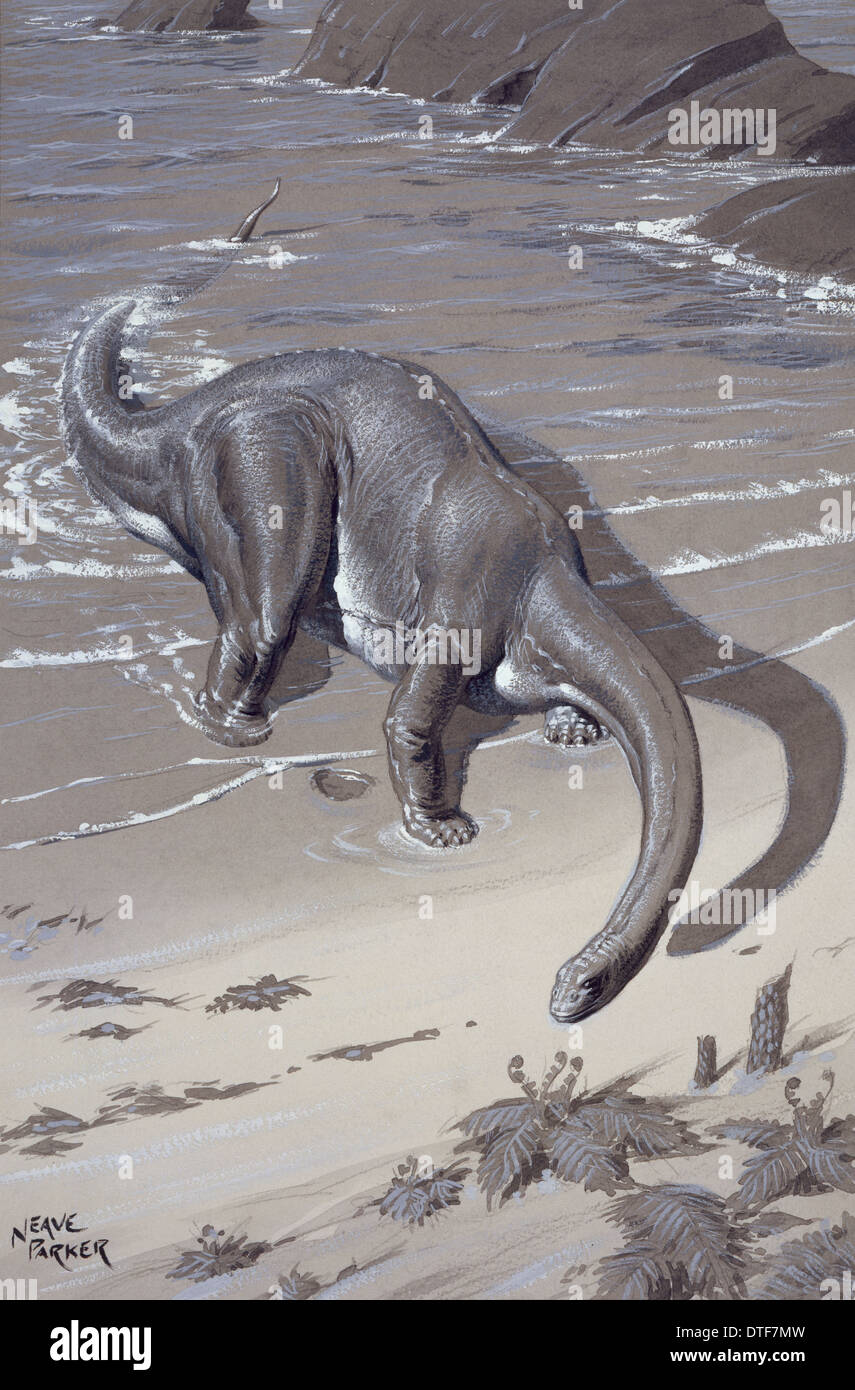 Apatosaurus, precedentemente noto come Brontosaurus Foto Stock