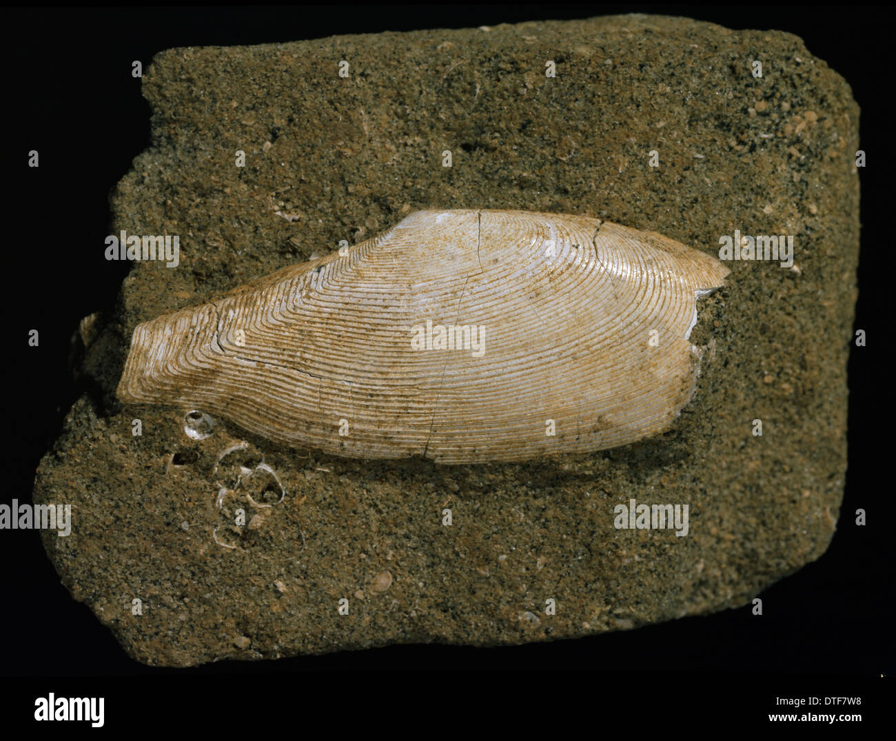 Fossilizzato Tellinella rostralis, tellin molluschi Foto Stock