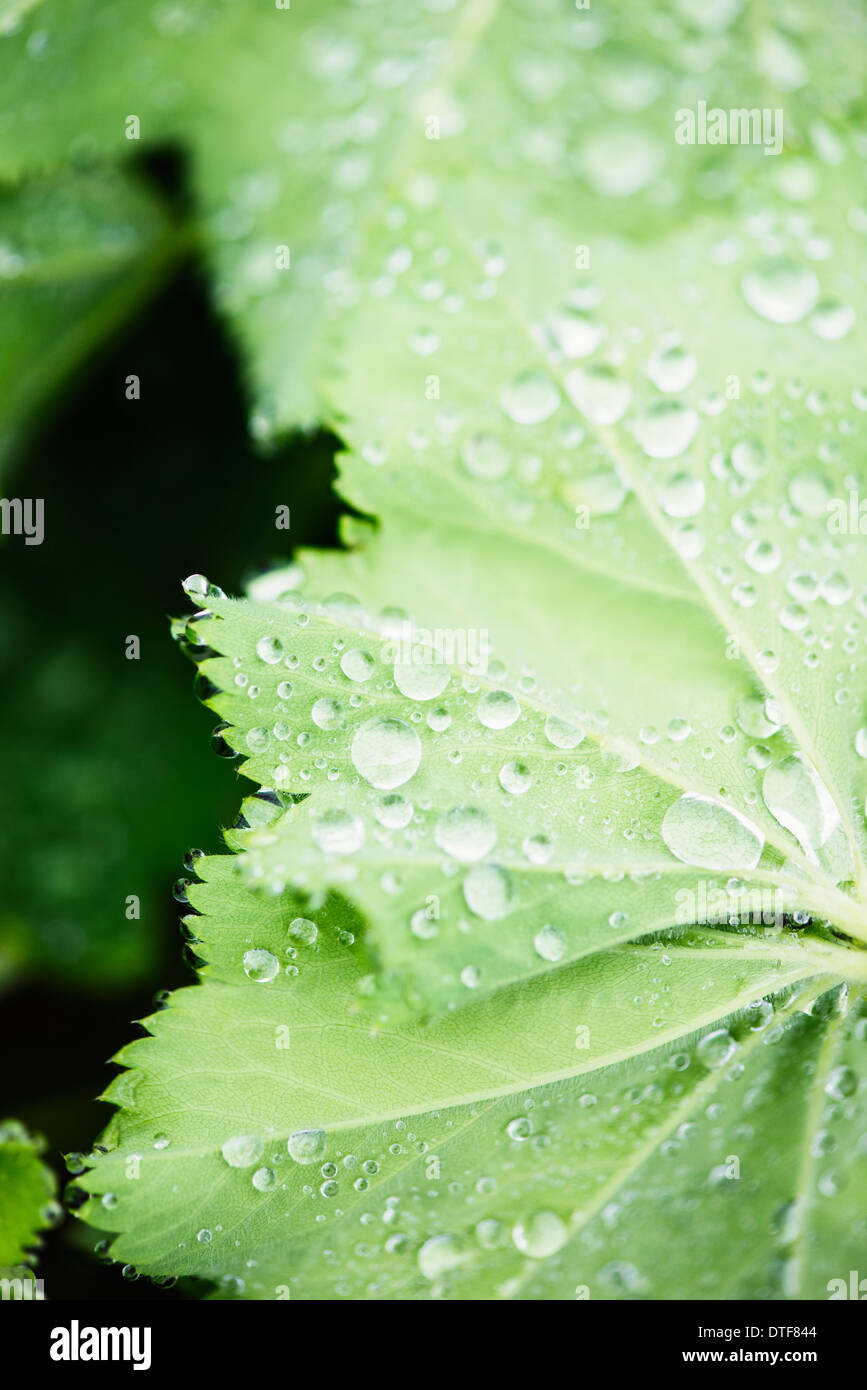 Close up wet foglia verde con goccioline di acqua Foto Stock