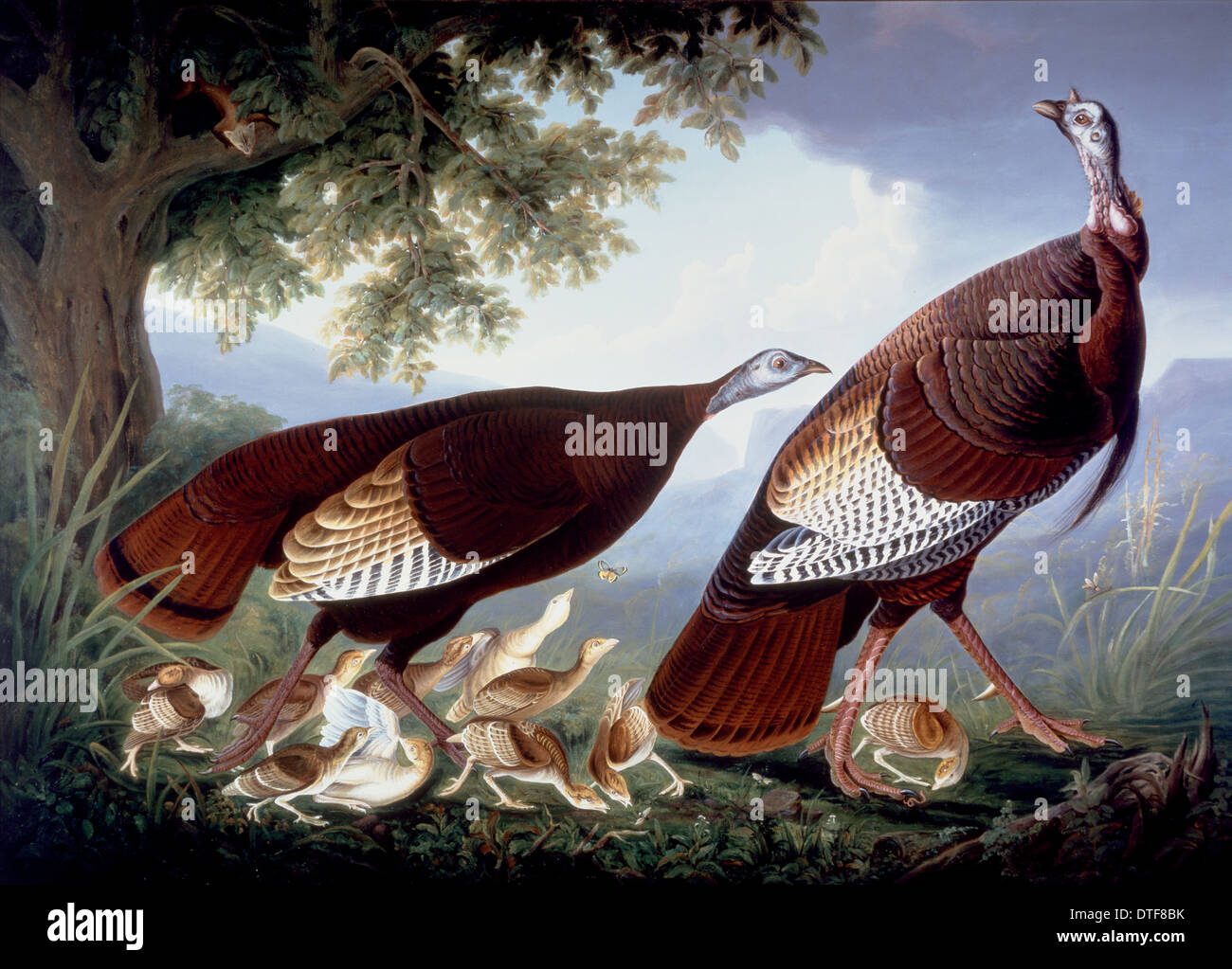 Meleagris gallopavo, Wild Turchia Foto Stock