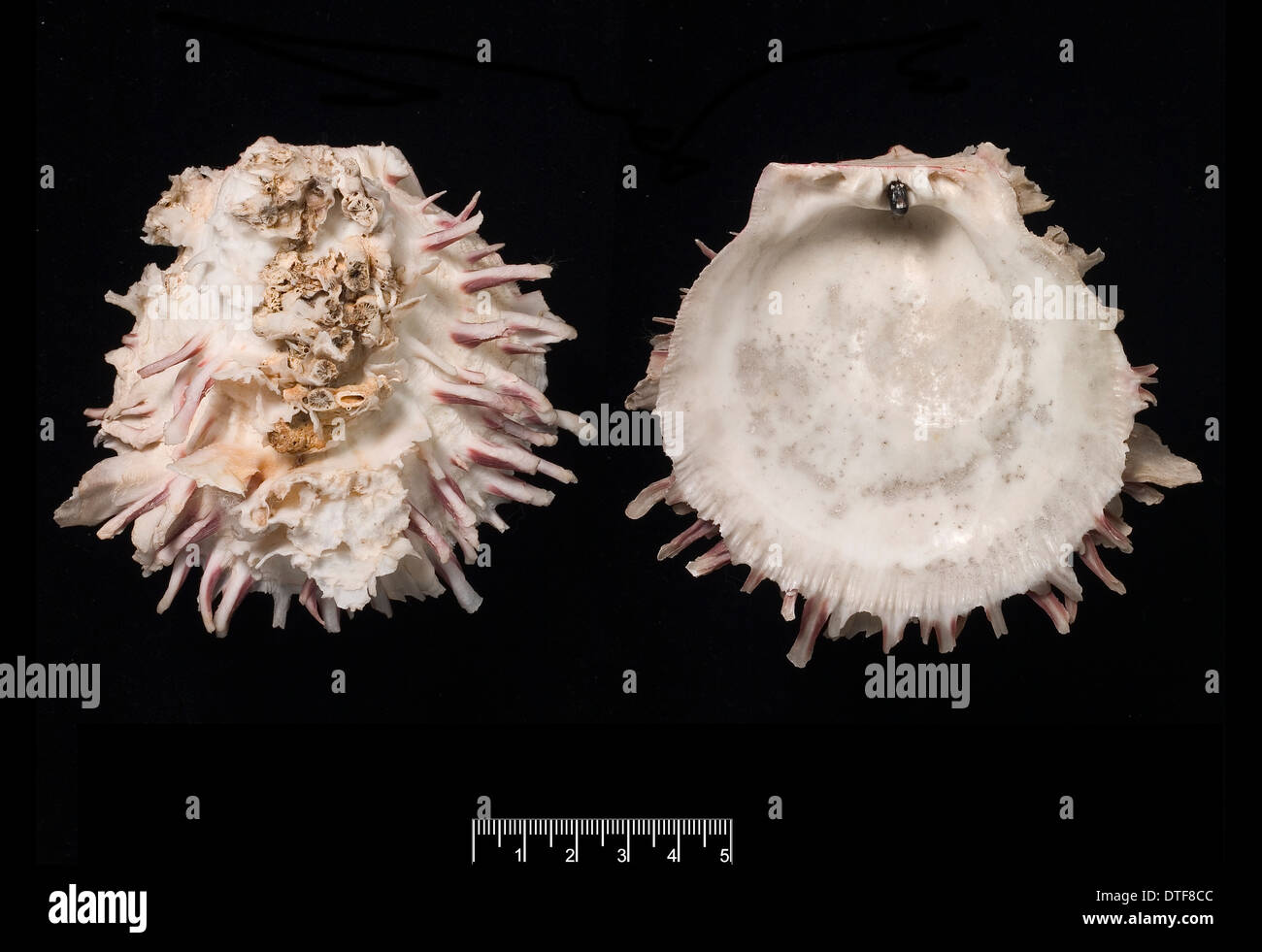 Spondylus gaederopus, Europeo spinosa oyster Foto Stock