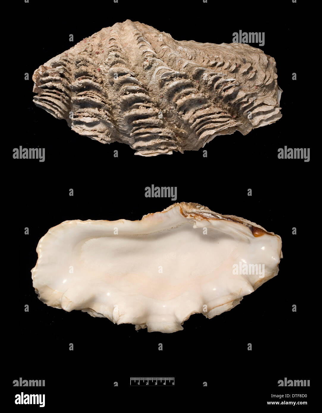 Tridacna gigas, giant clam Foto Stock