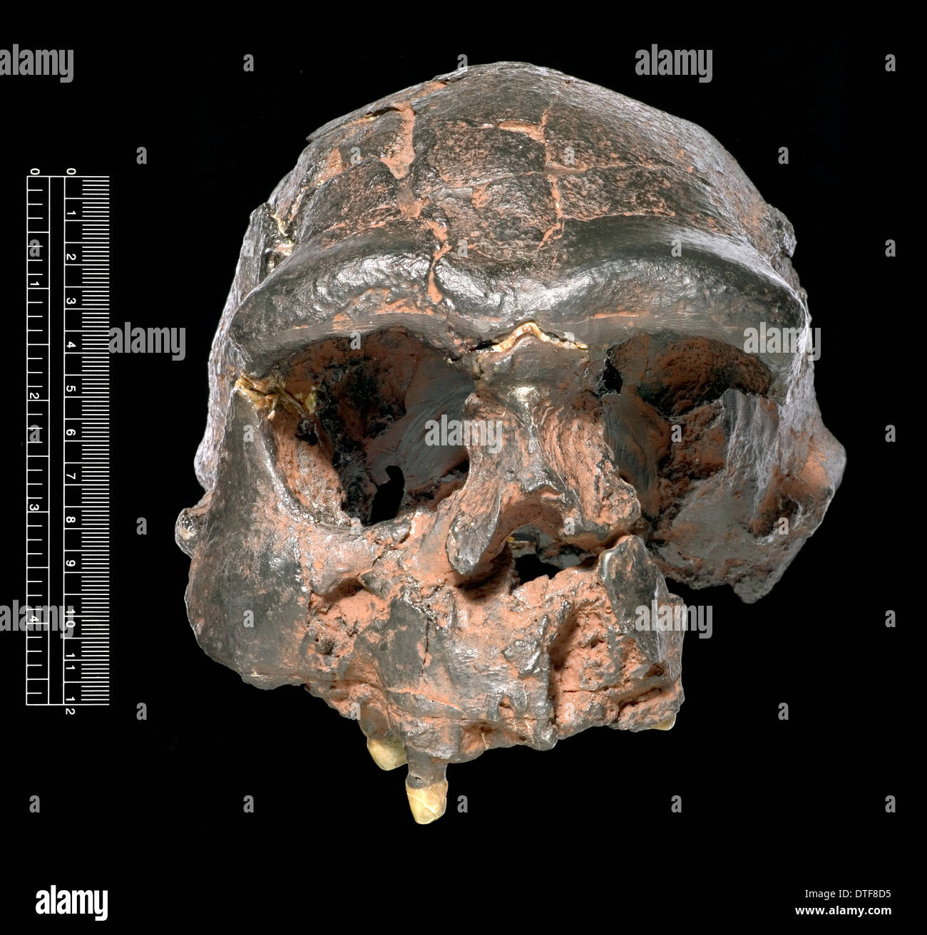 Homo erectus, Java uomo cranio (Sangiran 17) cast Foto Stock