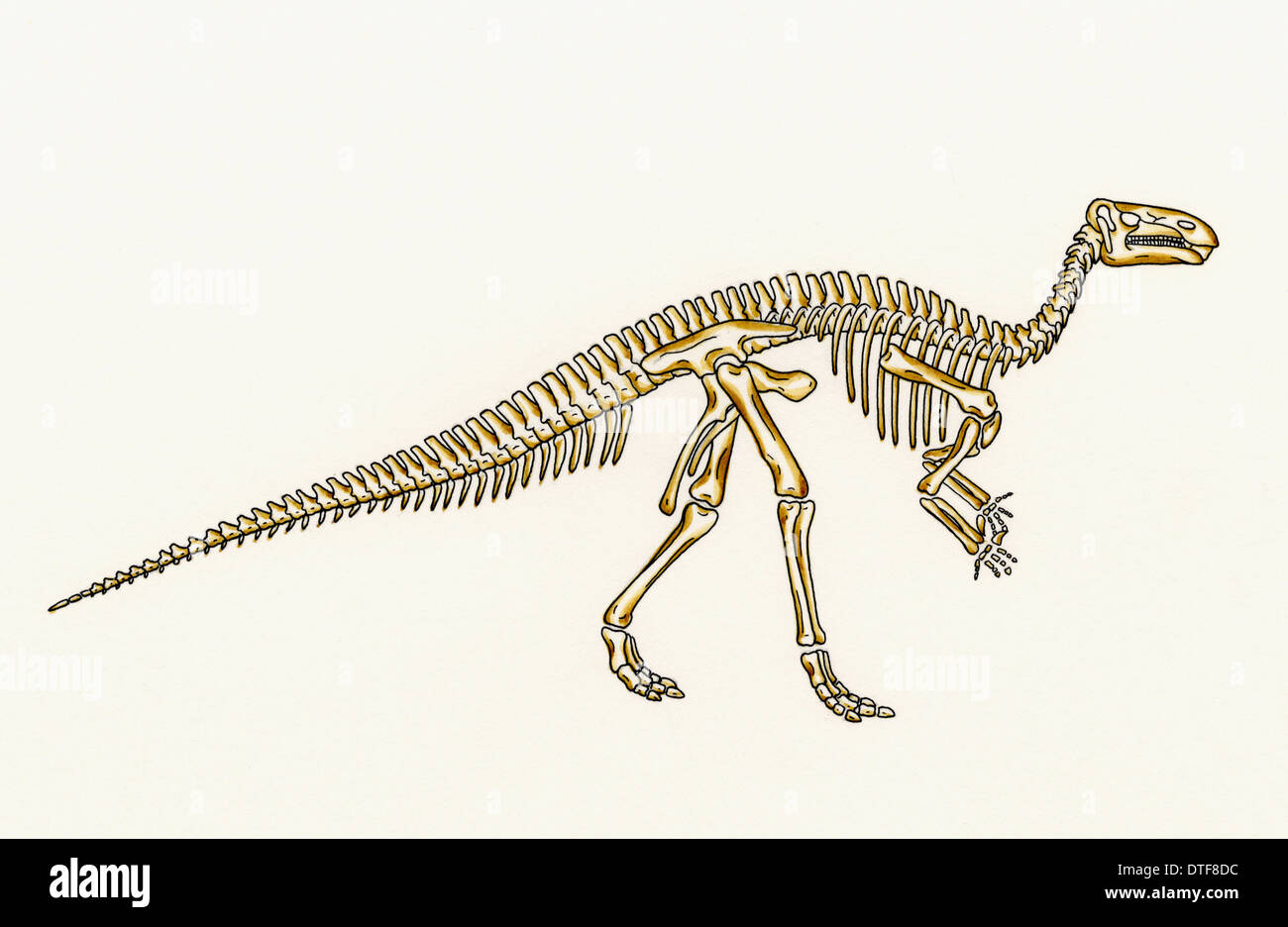 Iguanodon skeleton immagini e fotografie stock ad alta risoluzione - Alamy