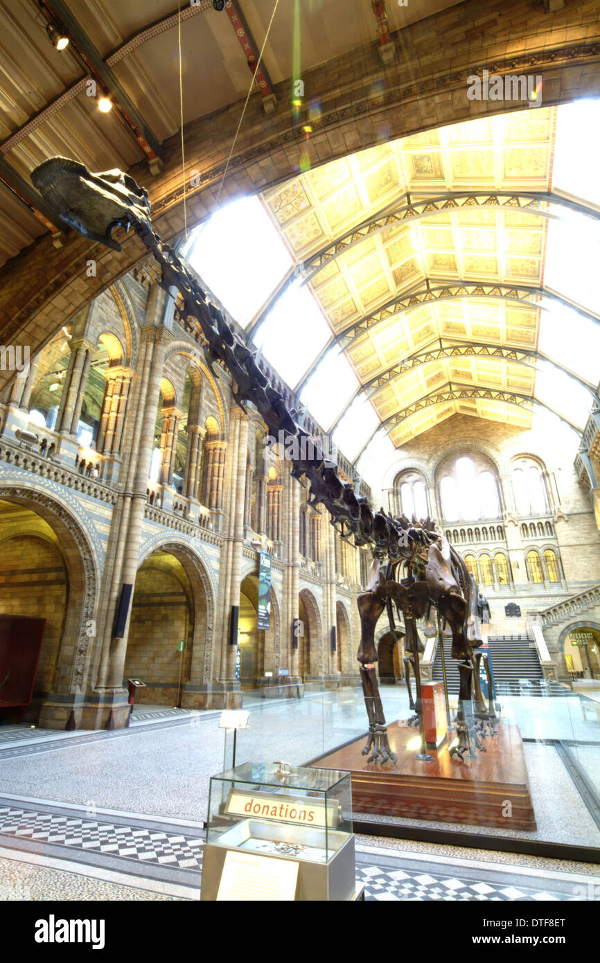 Diplodocus carnegiei Foto Stock