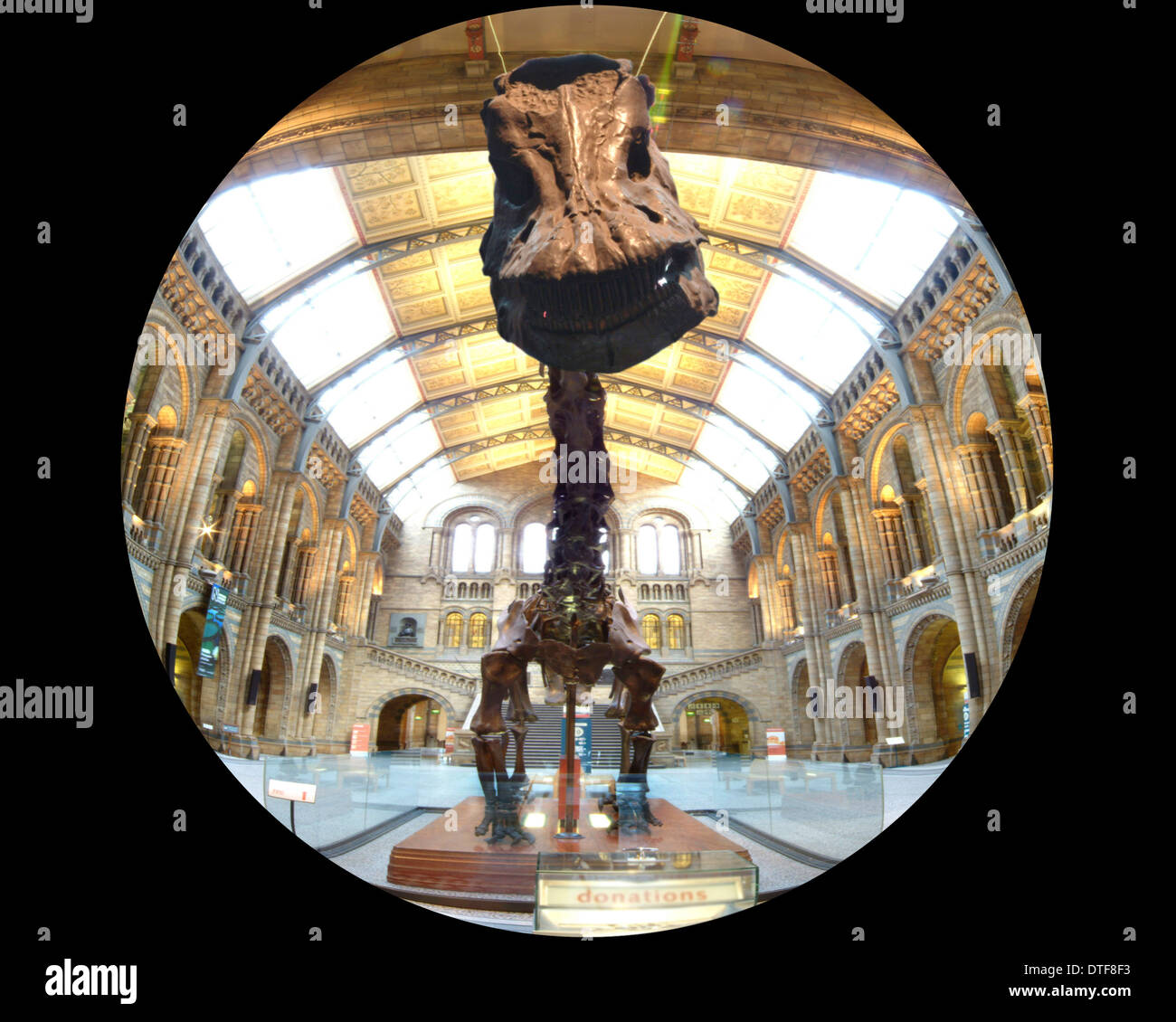 Diplodocus carnegiei Foto Stock