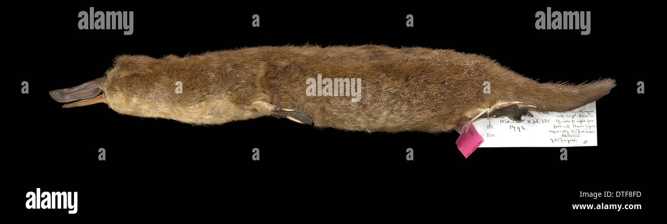 Ornithorhynchus anatinus, anatra fatturati platypus Foto Stock