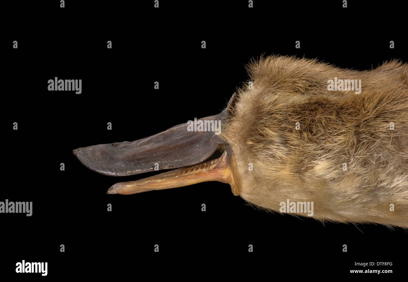 Ornithorhynchus anatinus, anatra fatturati platypus Foto Stock
