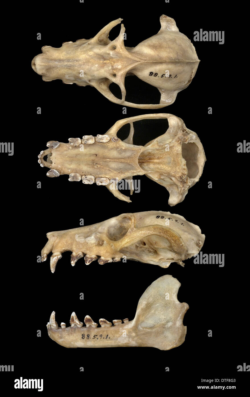 Pteropus livingstonii, nero Comoro flying fox Foto Stock