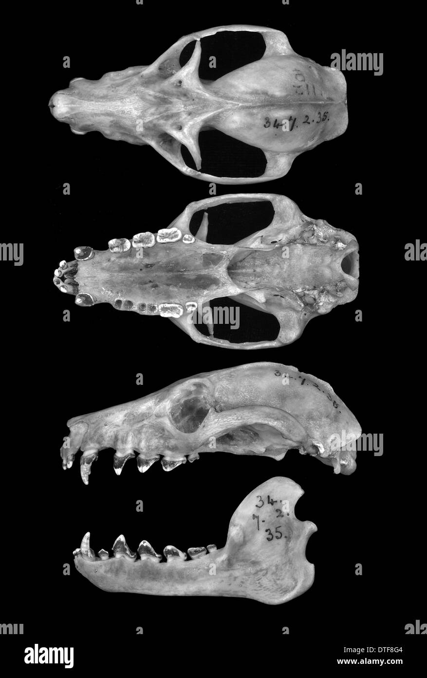 Pteropus livingstonii, nero Comoro flying fox Foto Stock