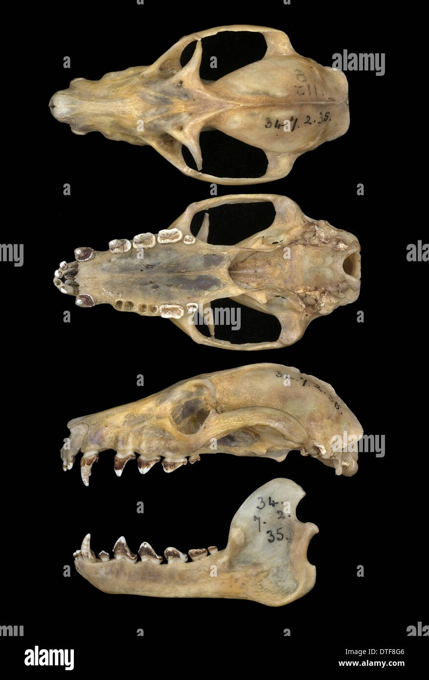 Pteropus livingstonii, nero Comoro flying fox Foto Stock