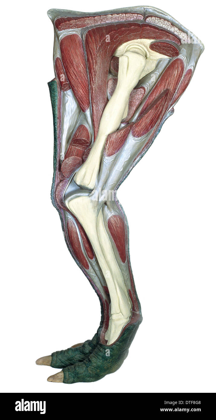 Gamba di Iguanodon Foto Stock