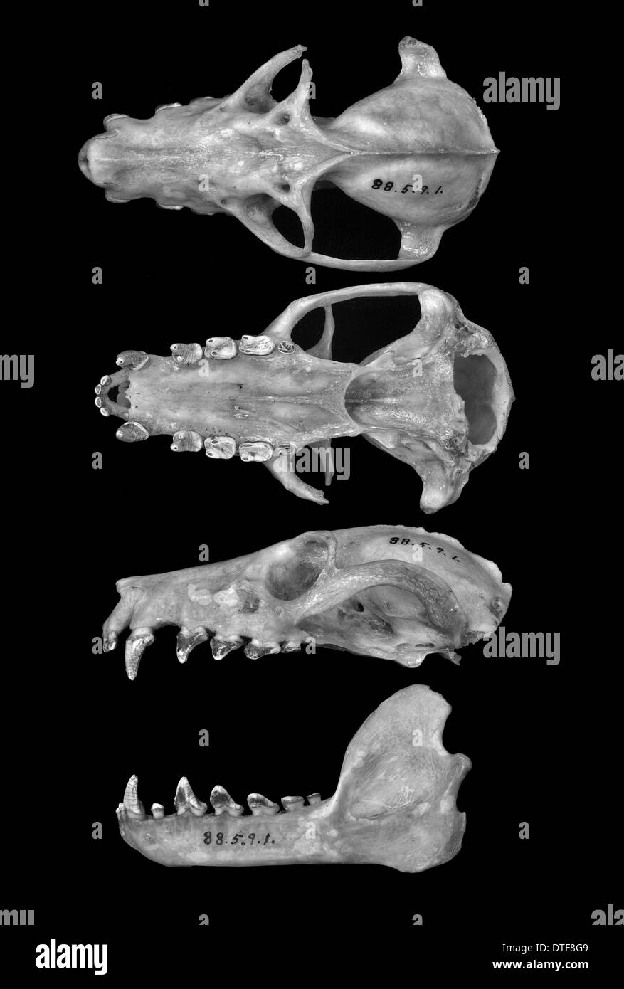 Pteropus livingstonii, nero Comoro flying fox Foto Stock