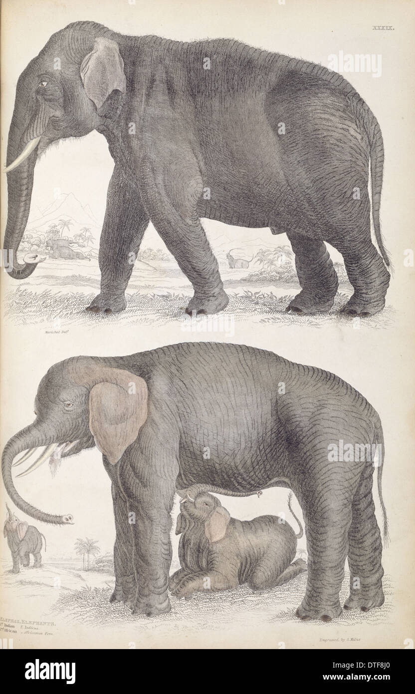 Elephas maximus, elefante Asiatico & Loxodonta africana, dell' elefante africano Foto Stock