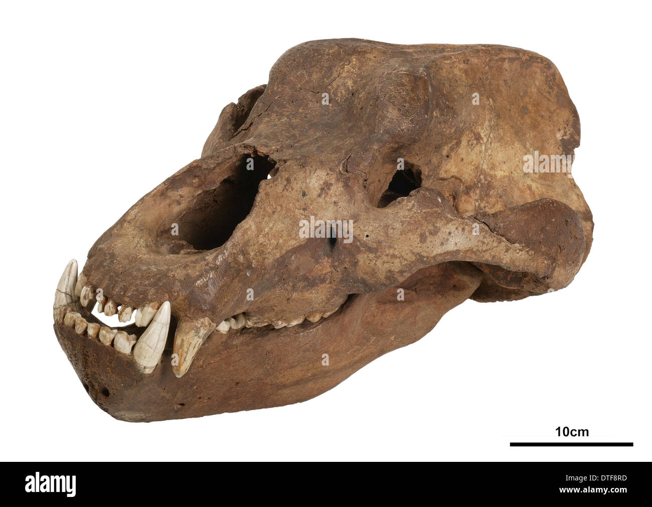 Ursus spelaeus, orso delle caverne Foto Stock