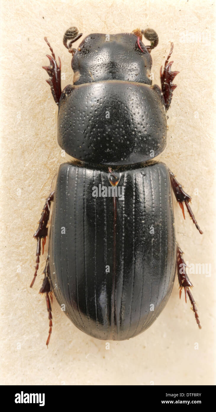 Aphodius niger, Beaulieu dung beetle Foto Stock