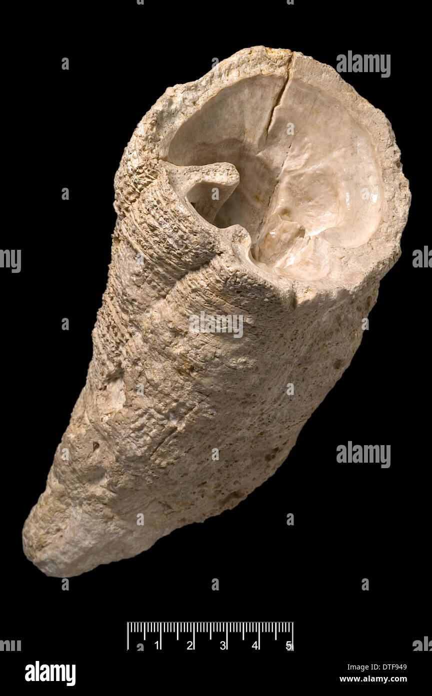 Hippurites, fossili di molluschi Foto Stock