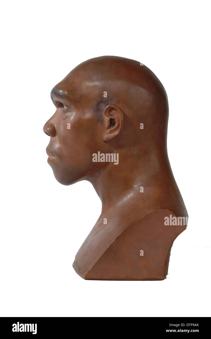 Homo Heidelbergensis, o rhodesiano Broken Hill uomo Foto Stock