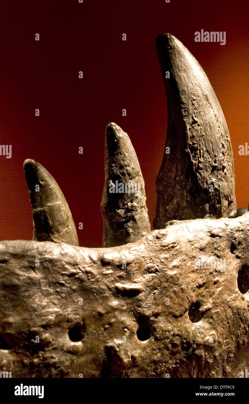 Tyrannosaurus rex Foto Stock