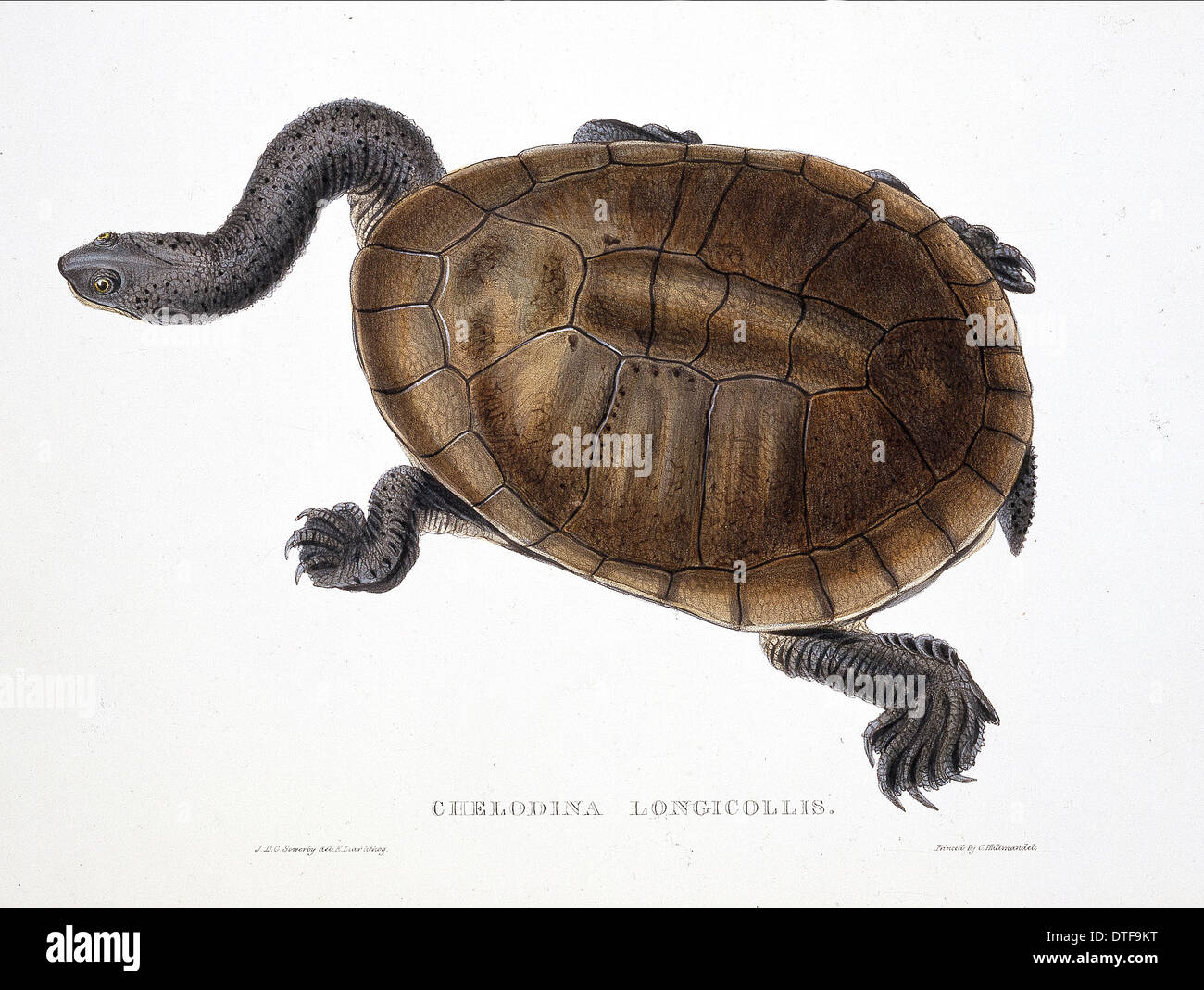 Chelodina longicollis, orientale a collo lungo la tartaruga Foto Stock