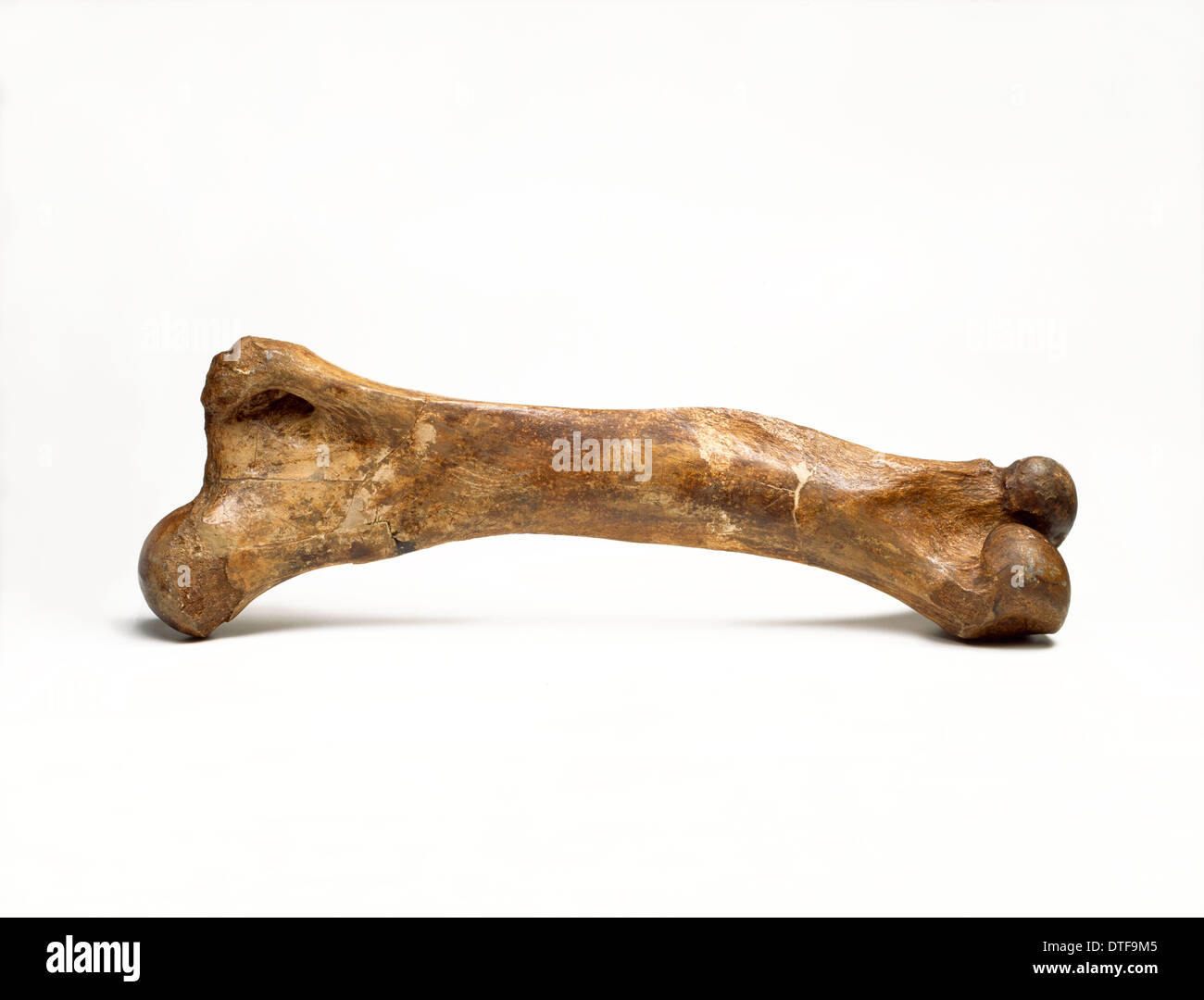Mammoth thigh bone Foto Stock