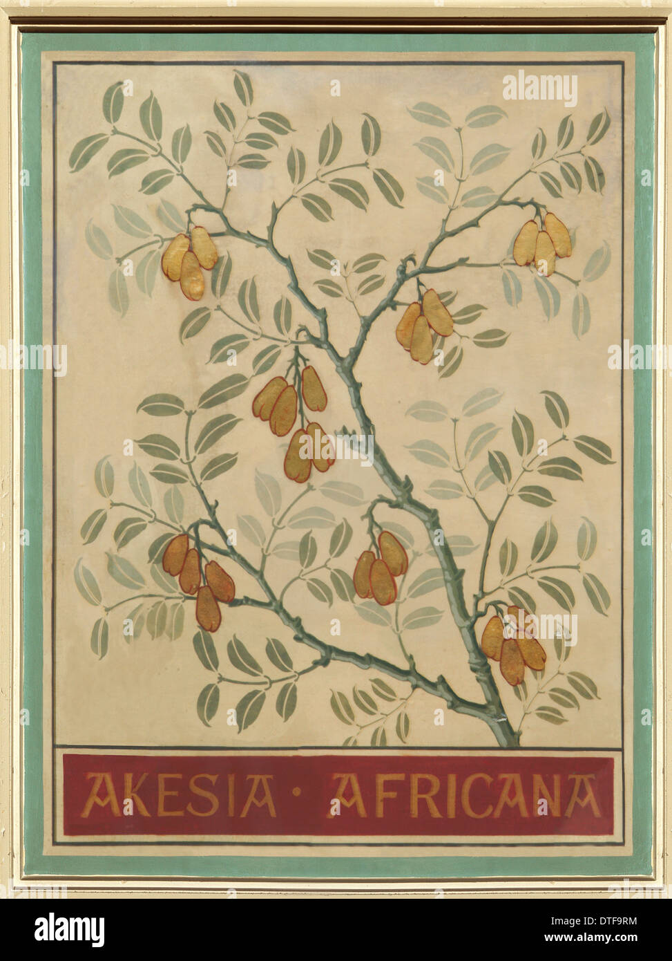 Akesia africana Foto Stock