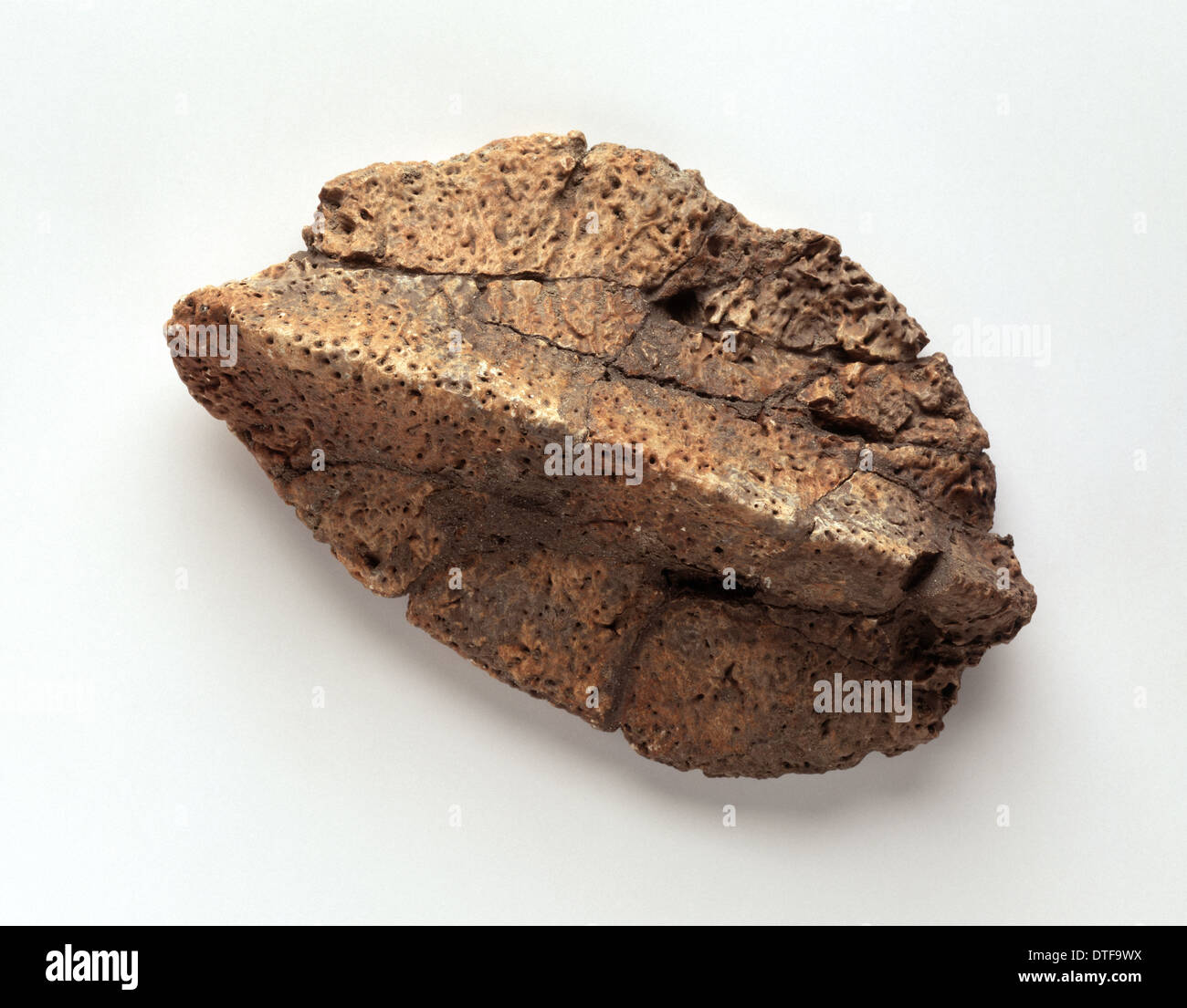 Ankylosaur nodulo di pelle Foto Stock