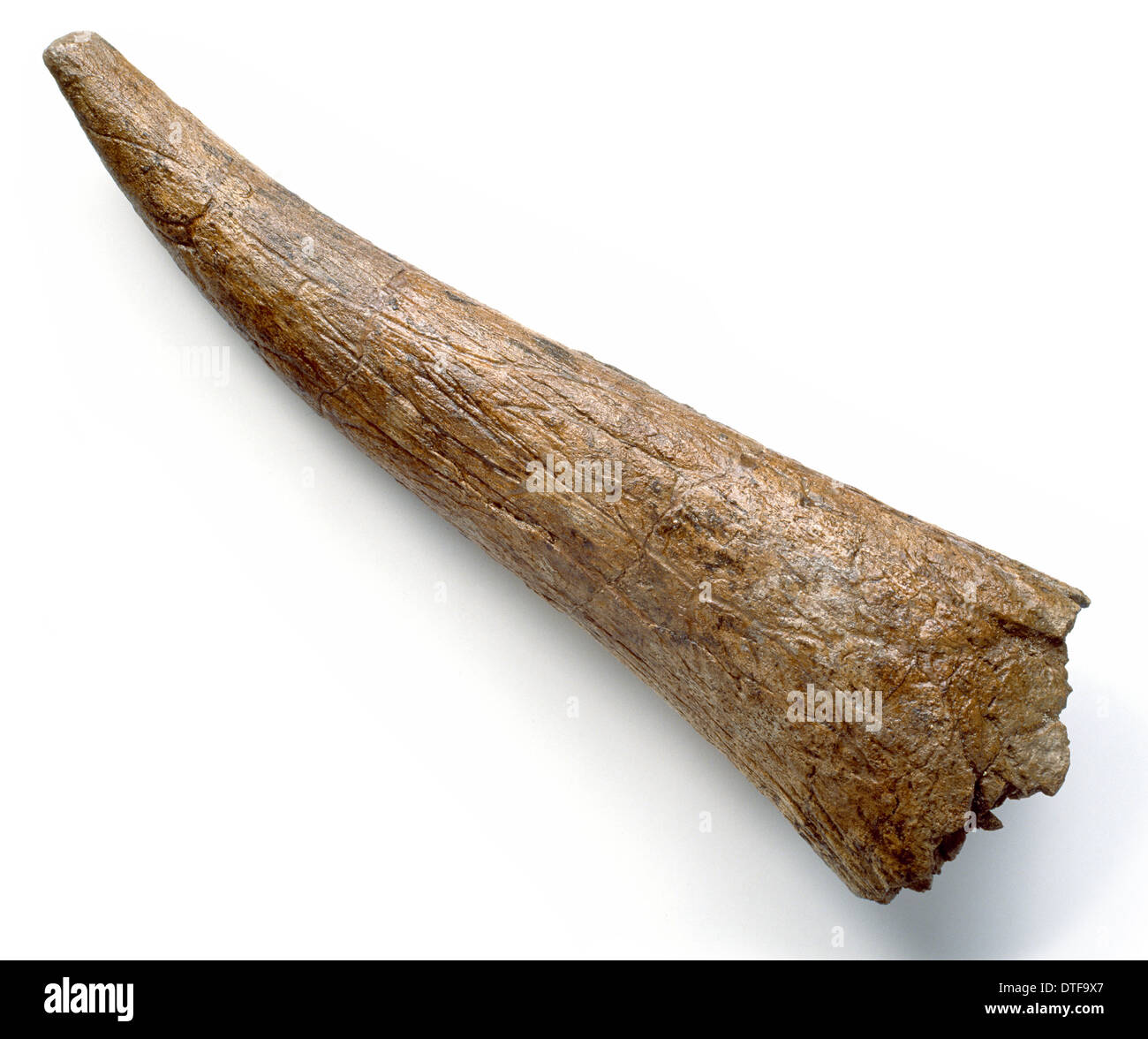 Triceratops horn core Foto Stock