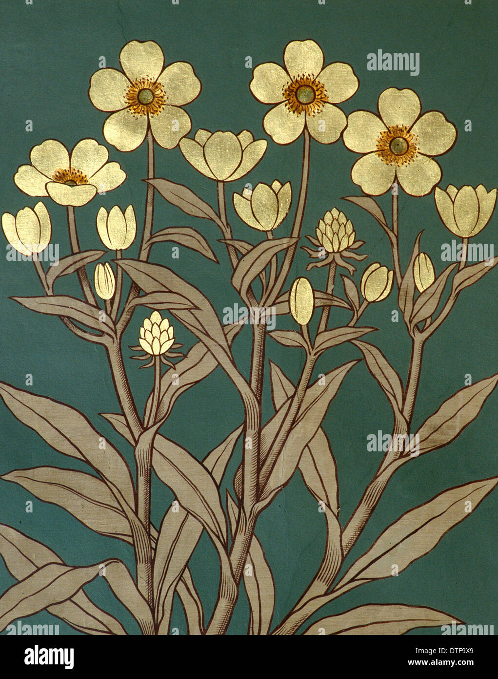 Ranunculus lingua, spearwort maggiore Foto Stock