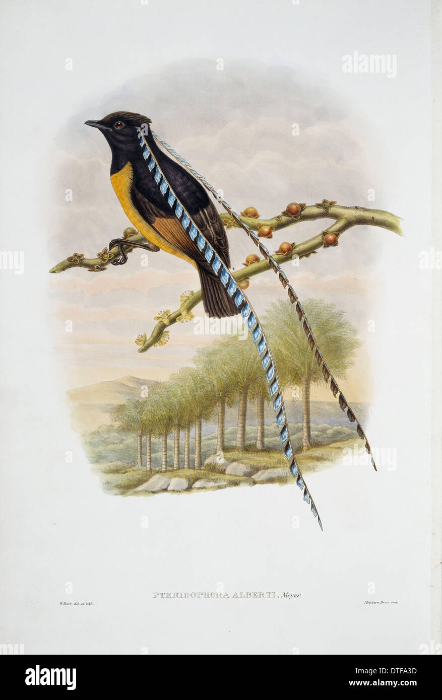 Pteridophora alberti, Re di Sassonia degli uccelli del paradiso Foto Stock