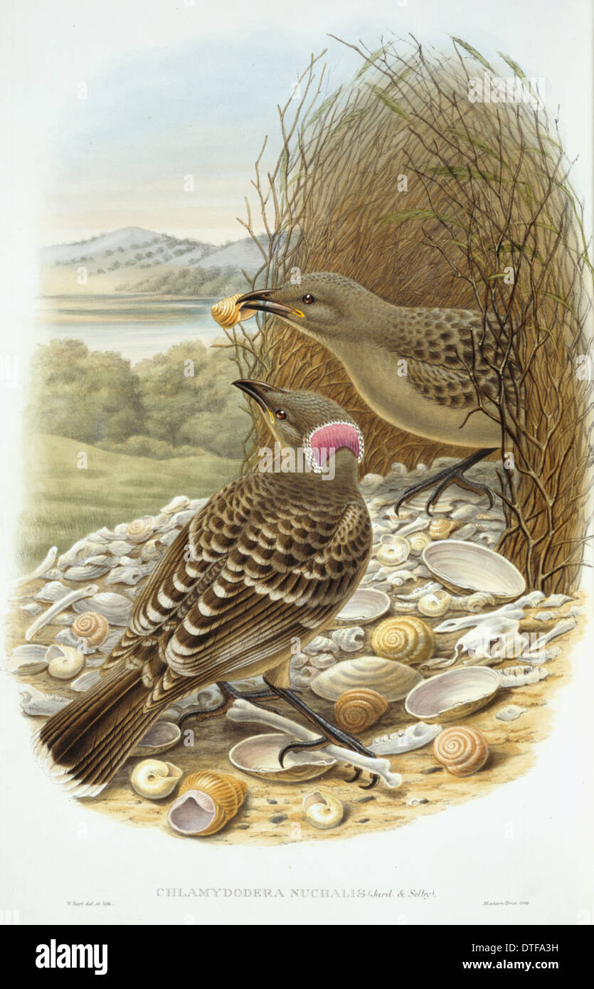 Chlamydera nuchalis, grande bowerbird Foto Stock