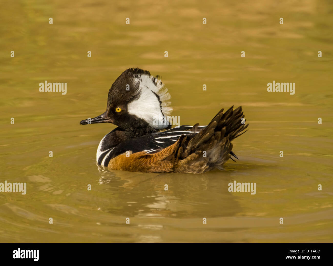 Hooded Merganser Duck Foto Stock