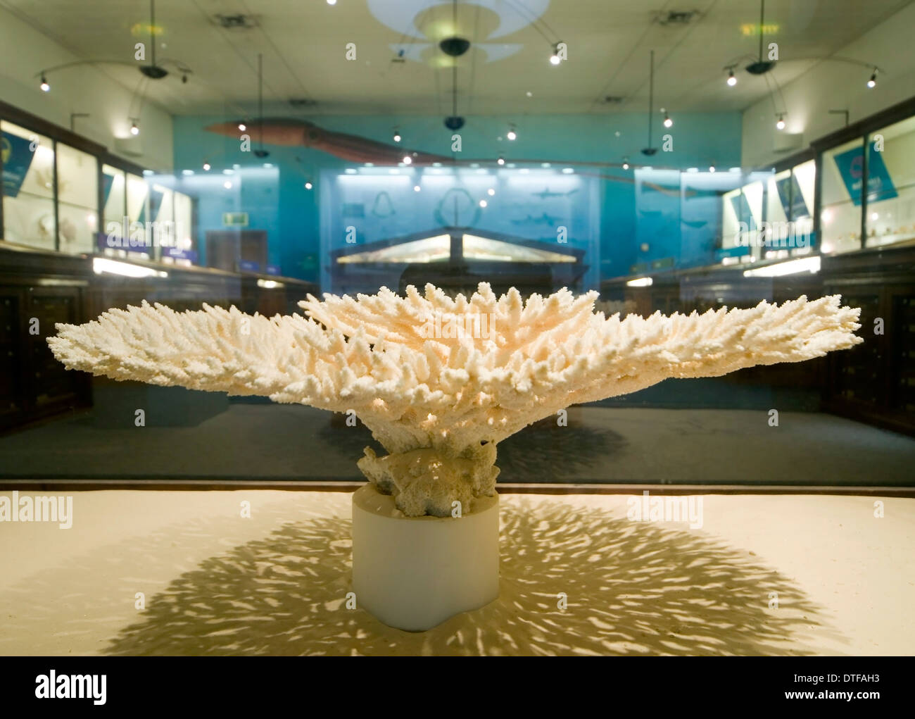 Gli invertebrati marini presso il Museo di Storia Naturale Foto Stock
