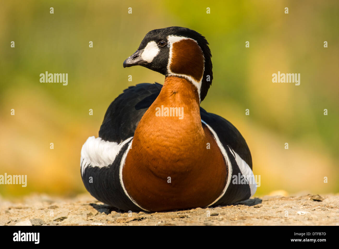 Red Breasted Goose / Branta ruficollis Foto Stock