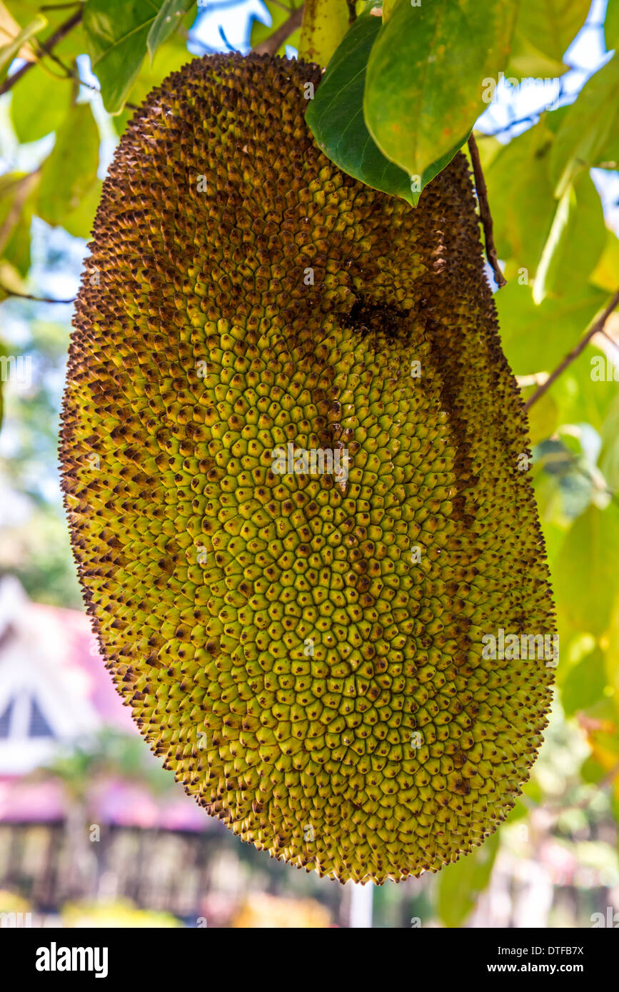 Jack grandi frutti pendenti sulla struttura ad albero in Thailandia Foto Stock