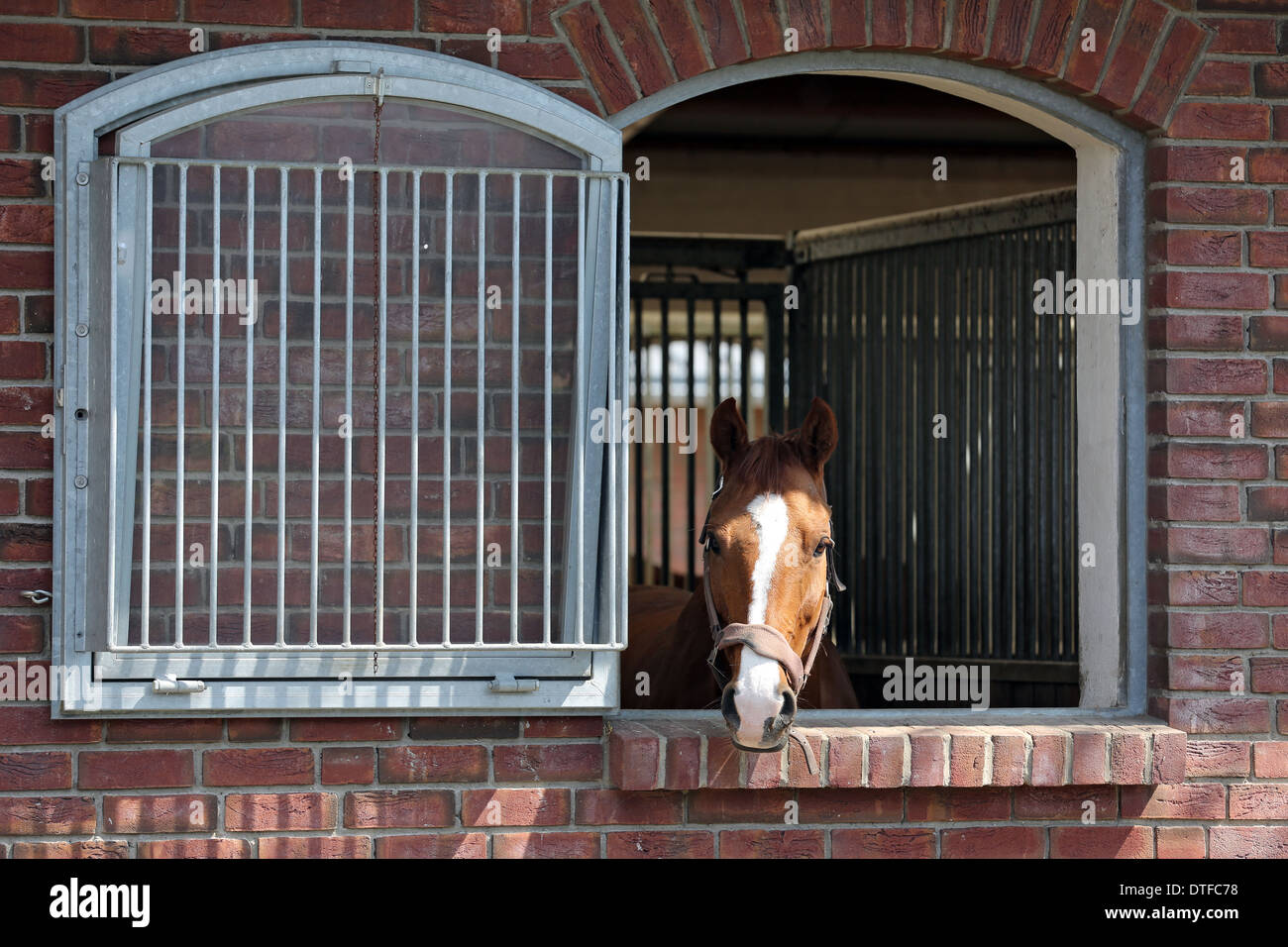 MÜNCHEHOFE, Germania, Cavallo guardando fuori della finestra del suo box Foto Stock