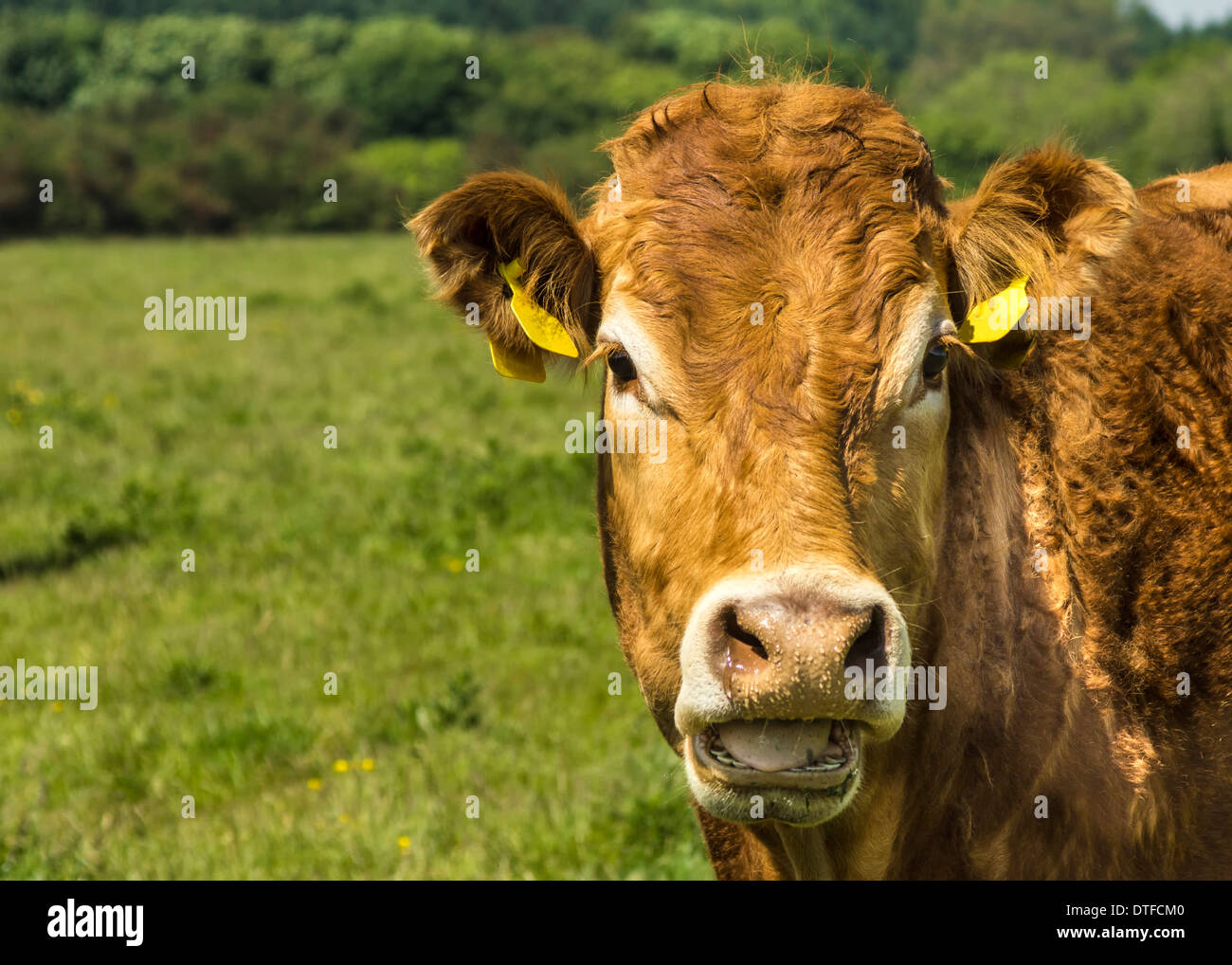 Limousin bestiame bovino / / Bull Foto Stock