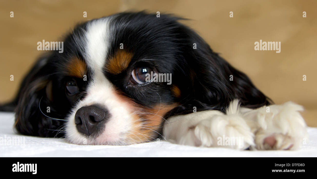 Cute cane prendendo un pisolino sul lettino Foto Stock