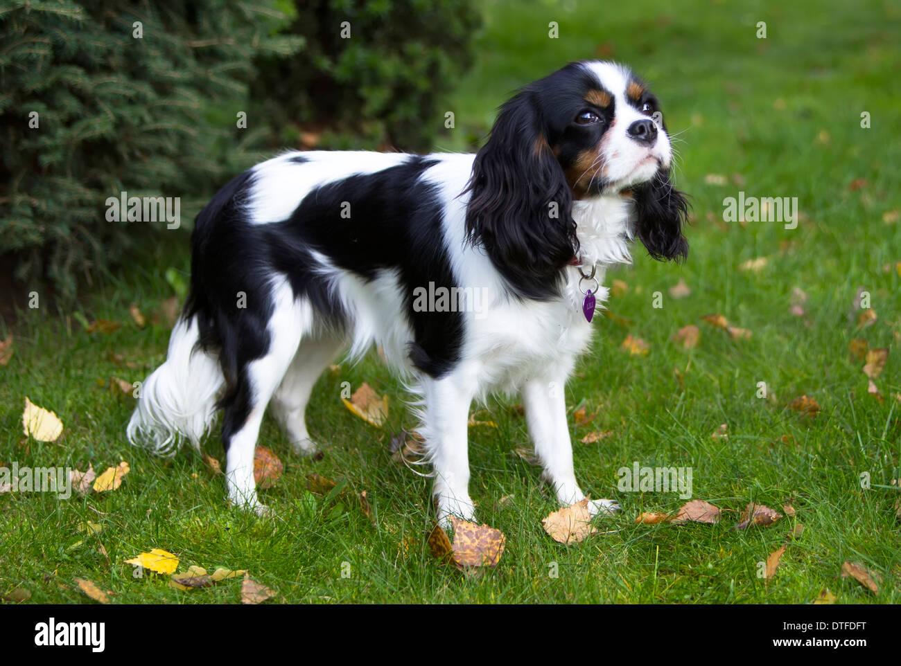 Giovani Cavalier King Charles Spaniel Foto Stock