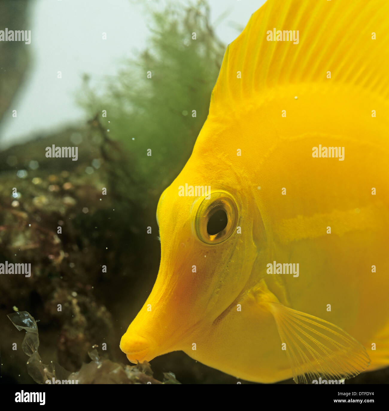 Zebrasoma flavescens, codolo giallo Foto Stock