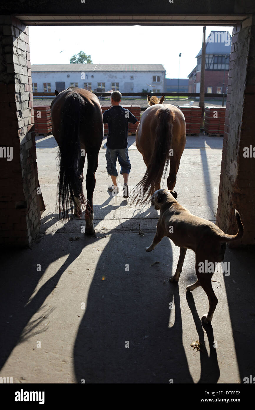 Koenigs Wusterhausen, Germania, uomo conduce fuori due cavalli fuori della stalla Foto Stock